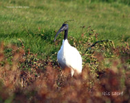 Ibis sacre_5281.jpg